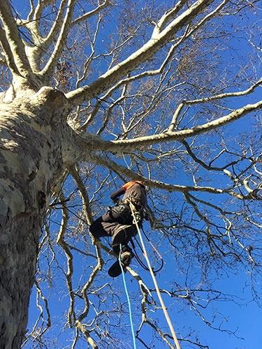 tree-climbing-contatti