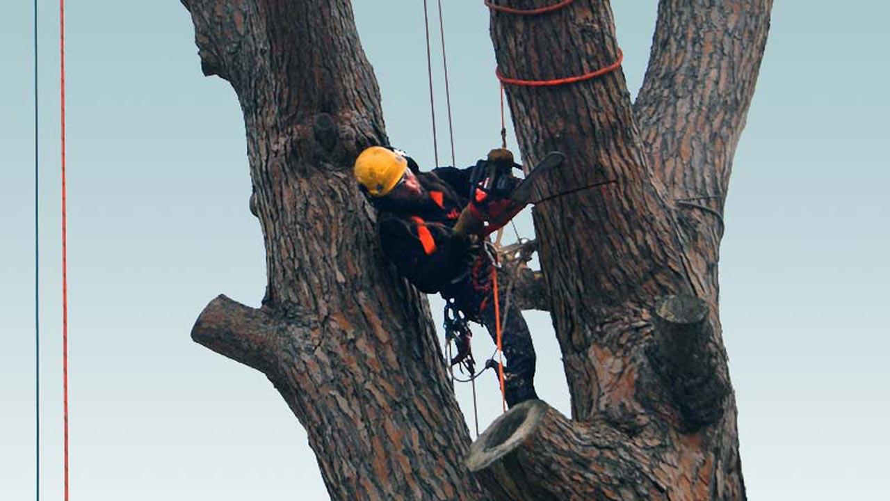 Corso abbattimento in Tree Climbing 1° livello