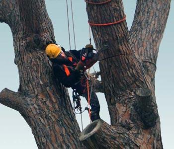 Corso abbattimento in Tree Climbing 1° livello