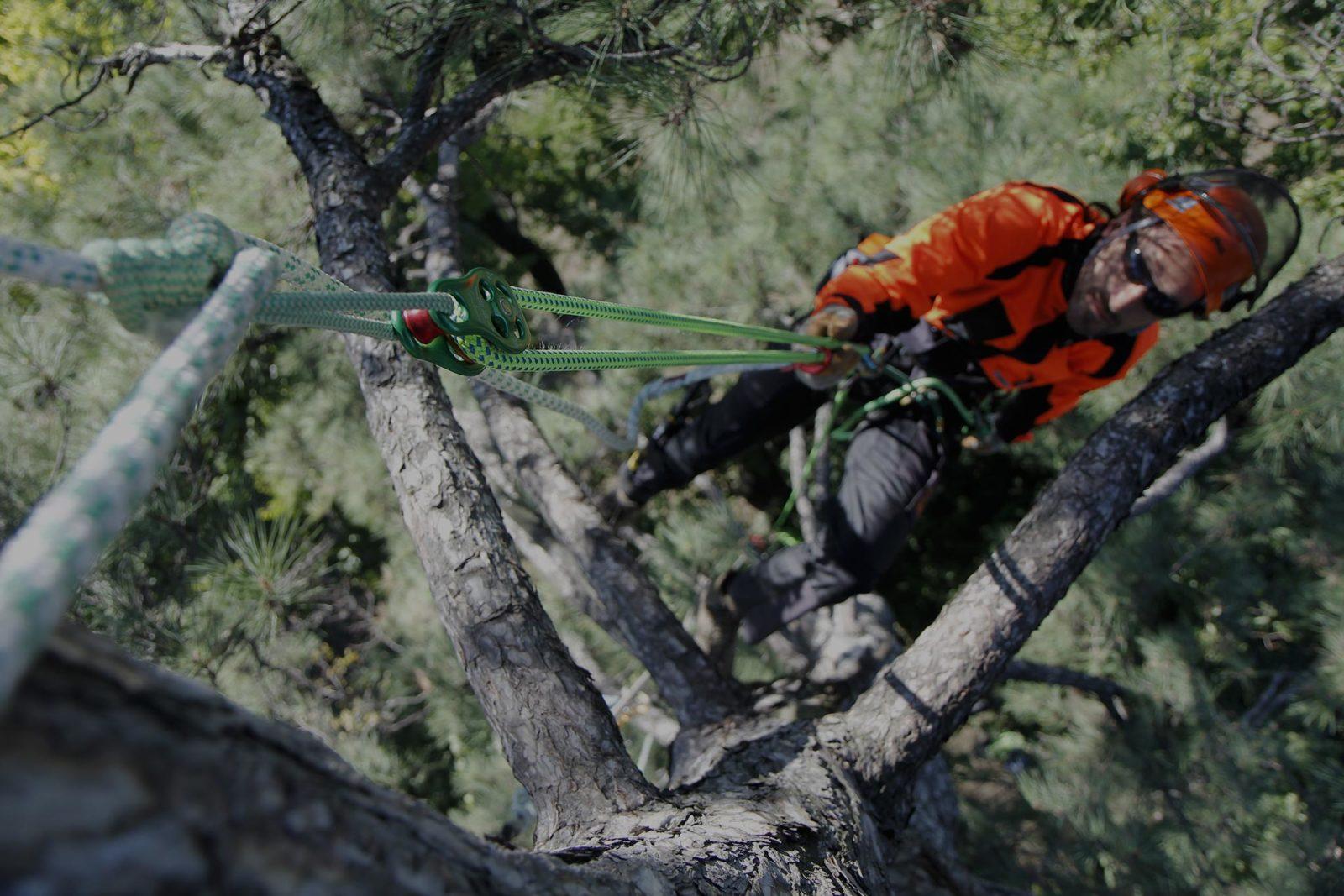 corso-tree-climbing