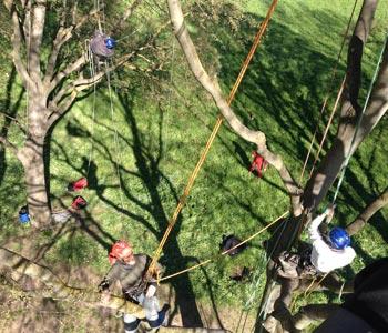 Corso aggiornamento Tree Climbing modulo B