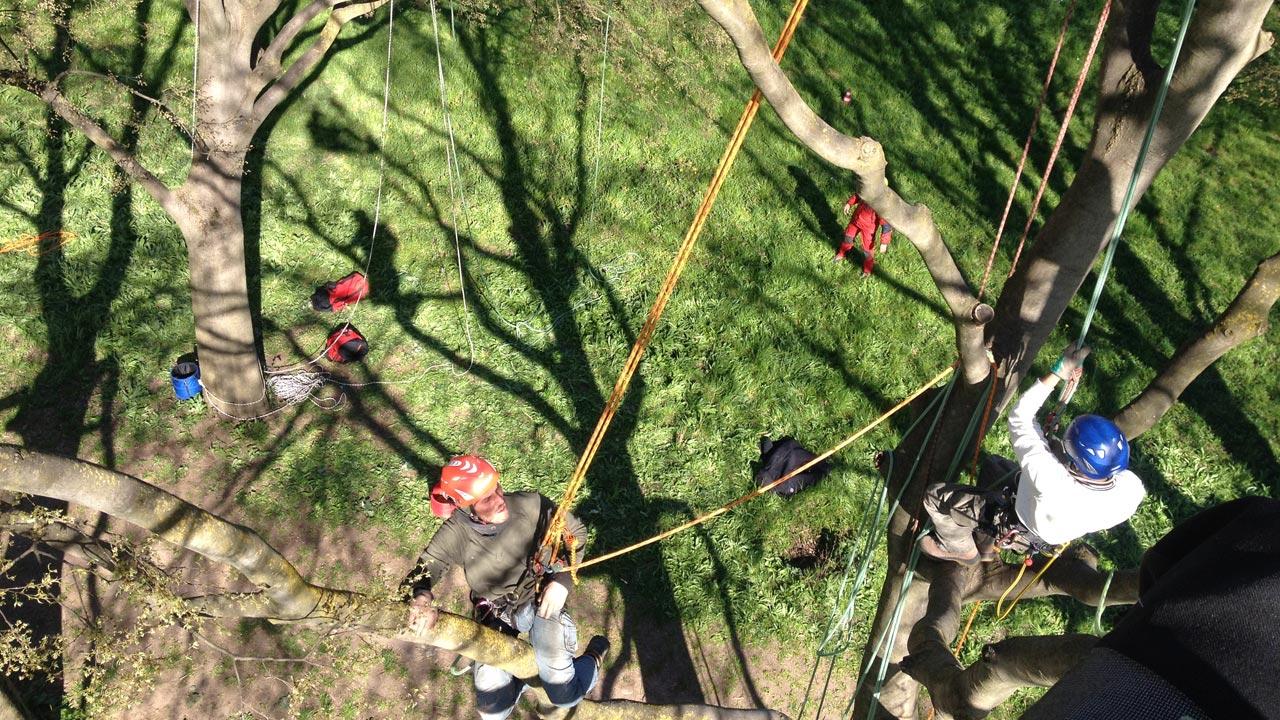 Corso aggiornamento Tree Climbing - Modulo B