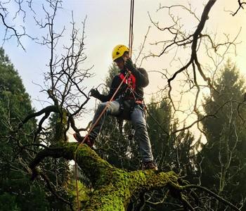Corso affinamento in Tree Climbing per neo climber