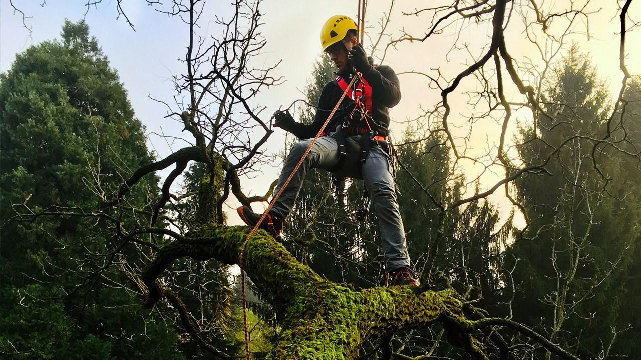 Corso affinamento in Tree Climbing per neo climber